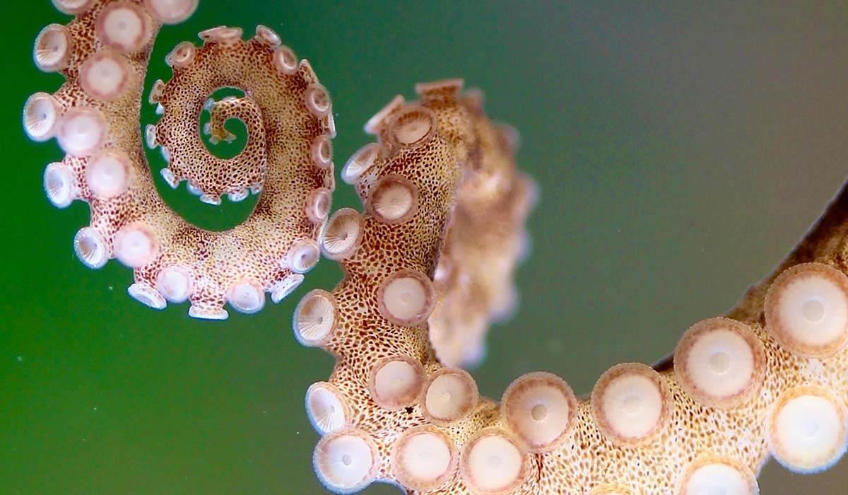 Close-up of an octopus arm and suckers