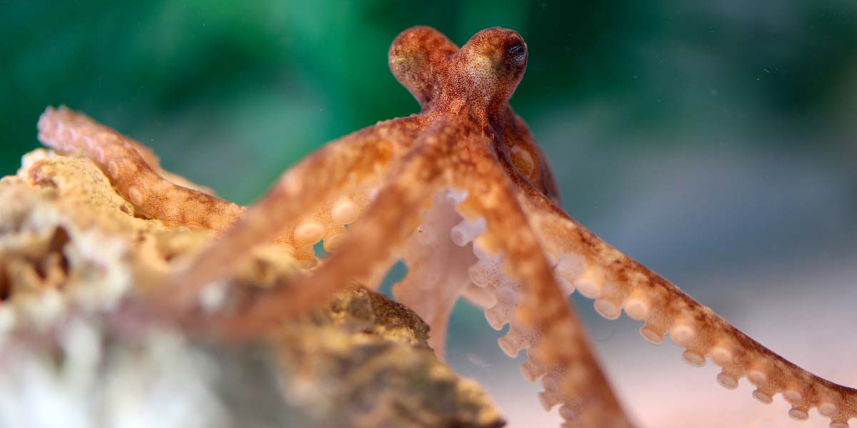 Octopus bocki studied in Robyn Crook's lab