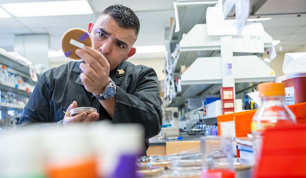 Male student working with agar plates in lab