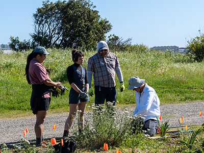 Four students gardening oustide