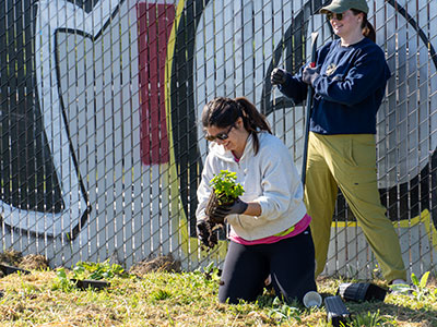 Two students planting potted plants into the ground near a fence