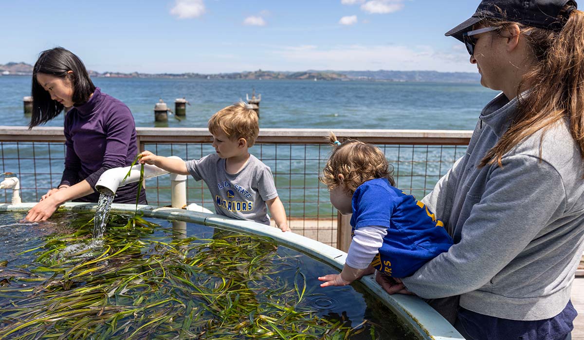 Two adults and two children playing with eelgrass near San Francisco Bay