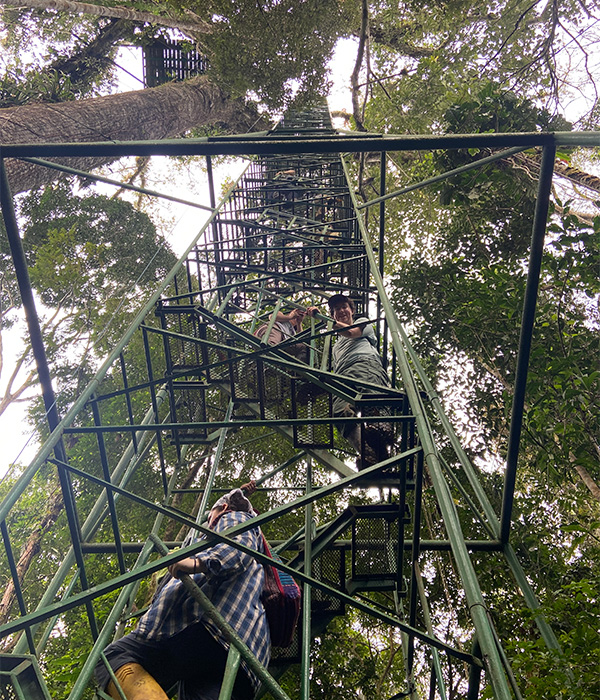 Students climbing to get treetop views