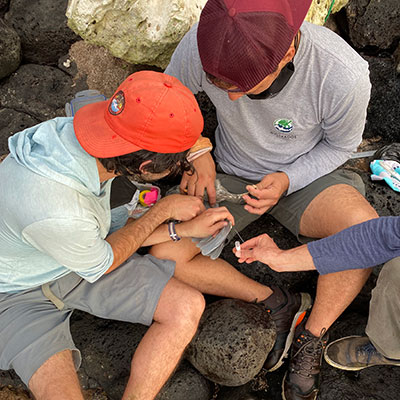Two people collecting blood sample from bird