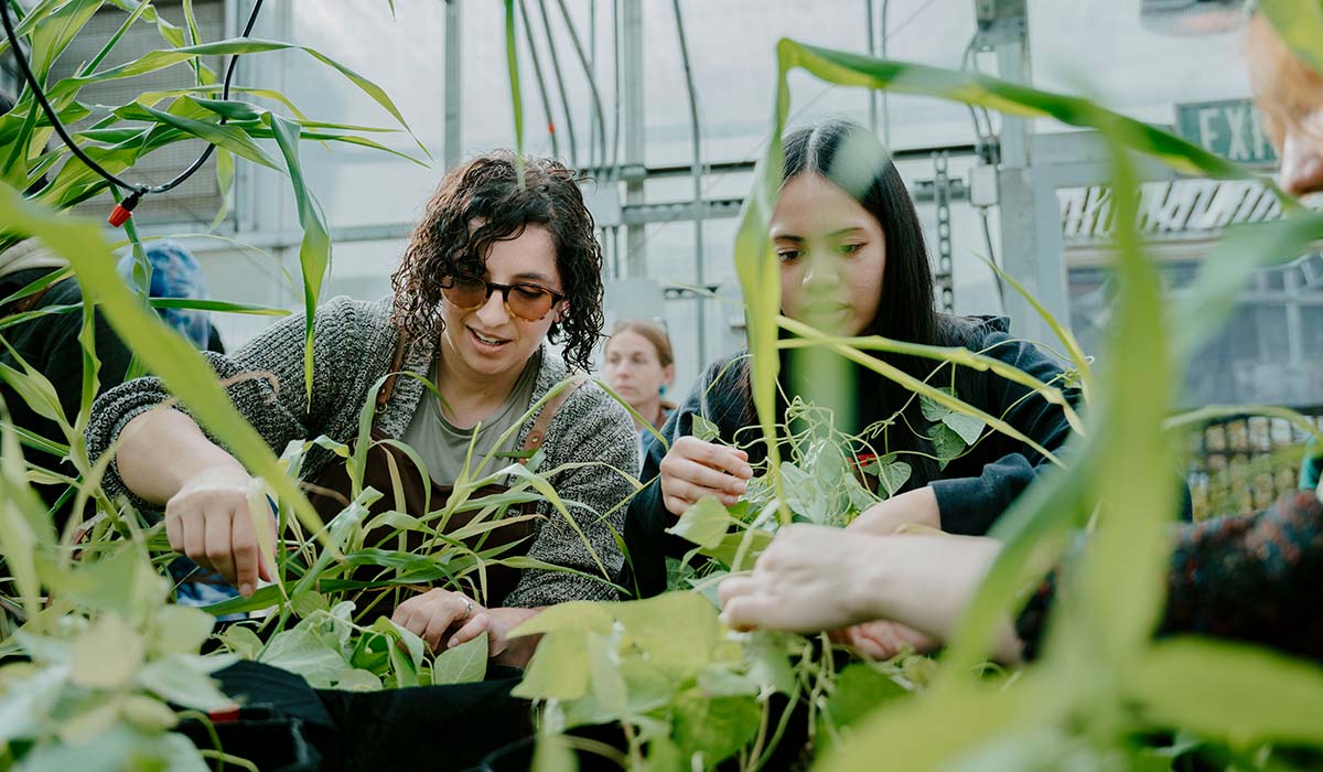 A faculty member and student working in SF State's greenhouse