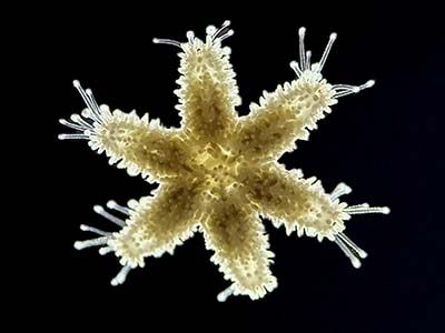 Zoomed up picture of juvenile sea star