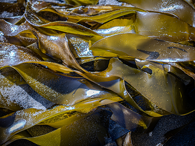 A group of bull kelp viewed up close