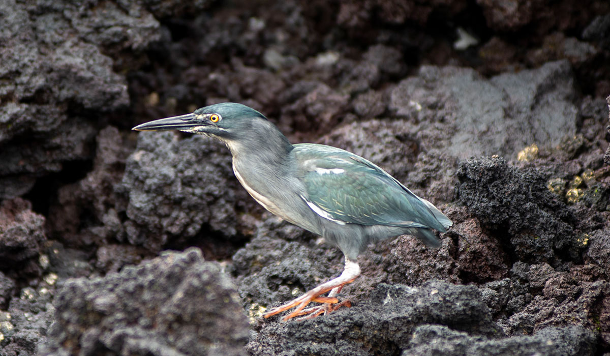 Lava heron sitting on rocks