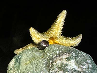 Sea star hunting a snail