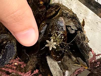 Small sea star next to a finger for scale