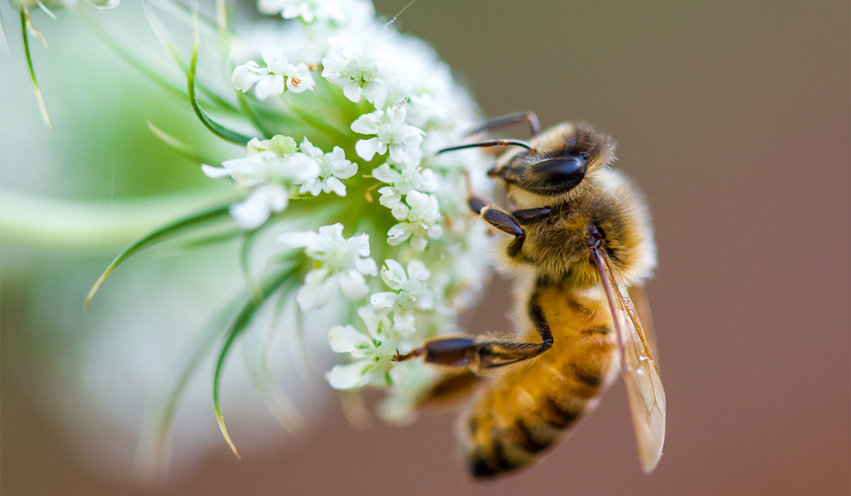 honeybee on a white flower