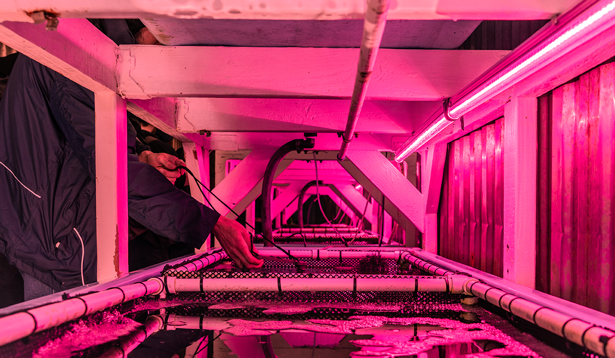 A close-up of a person placing a video camera in a water tank with urchin in a room with dark lavender lighting