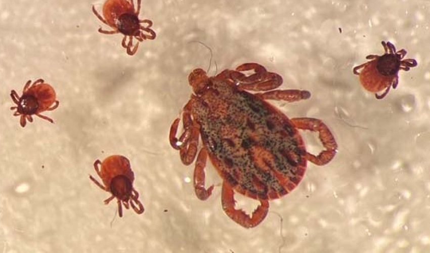 Ticks as seen under a microscope