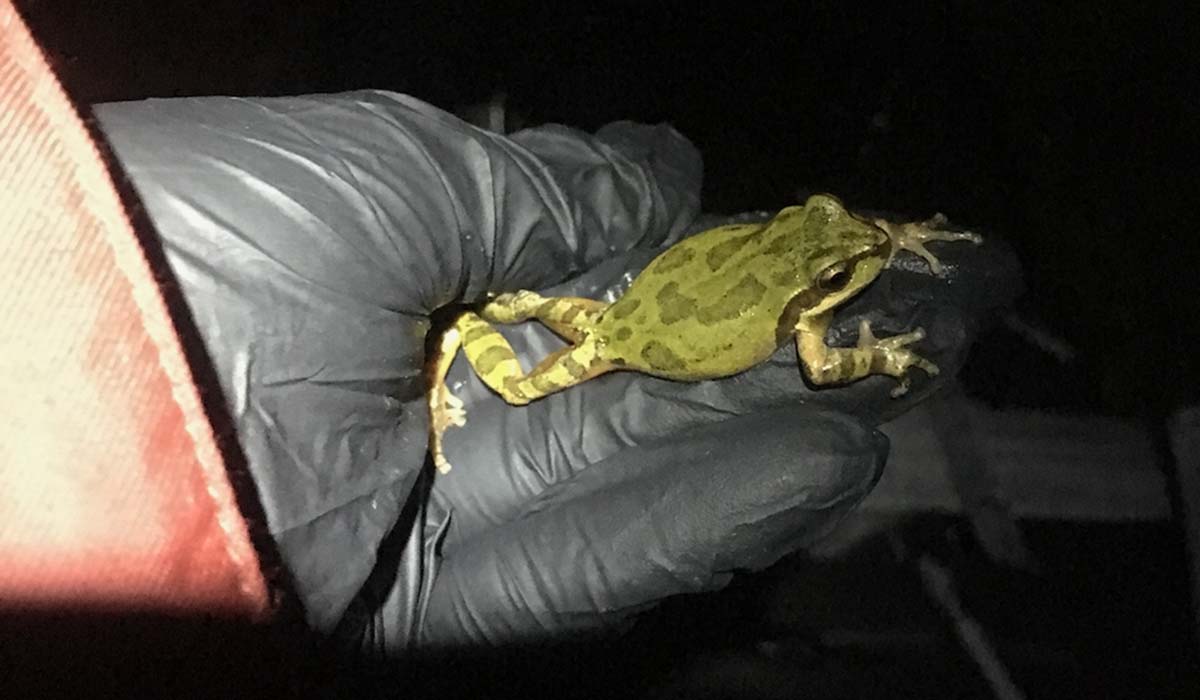 Black gloved hand holding a Pacific Tree Frog