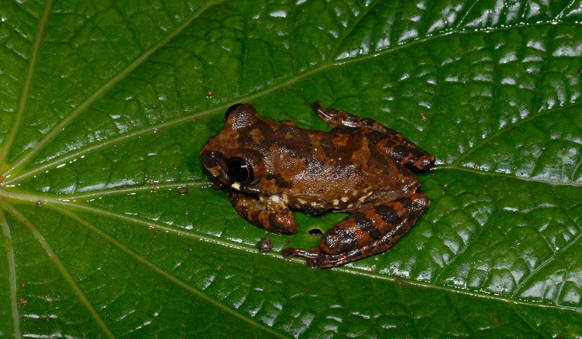 Small orange and brown frog sitting on a leaf