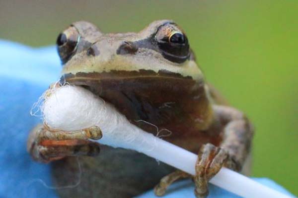 Pacific tree frog holding a swab