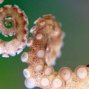 Close-up of an octopus arm and suckers