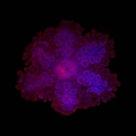Microscope image of sea star