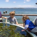 Two adults and two children playing with eelgrass near San Francisco Bay