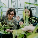 A faculty member and student working in SF State's greenhouse