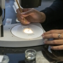 A person inspects a specimen through a microscope while seated in a laboratory 