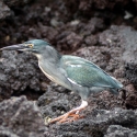 Lava heron sitting on rocks
