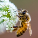 honeybee on a white flower
