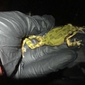 Black gloved hand holding a Pacific Tree Frog