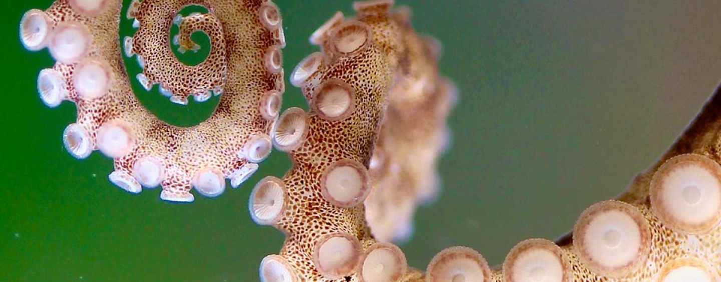 Close-up of an octopus arm and suckers