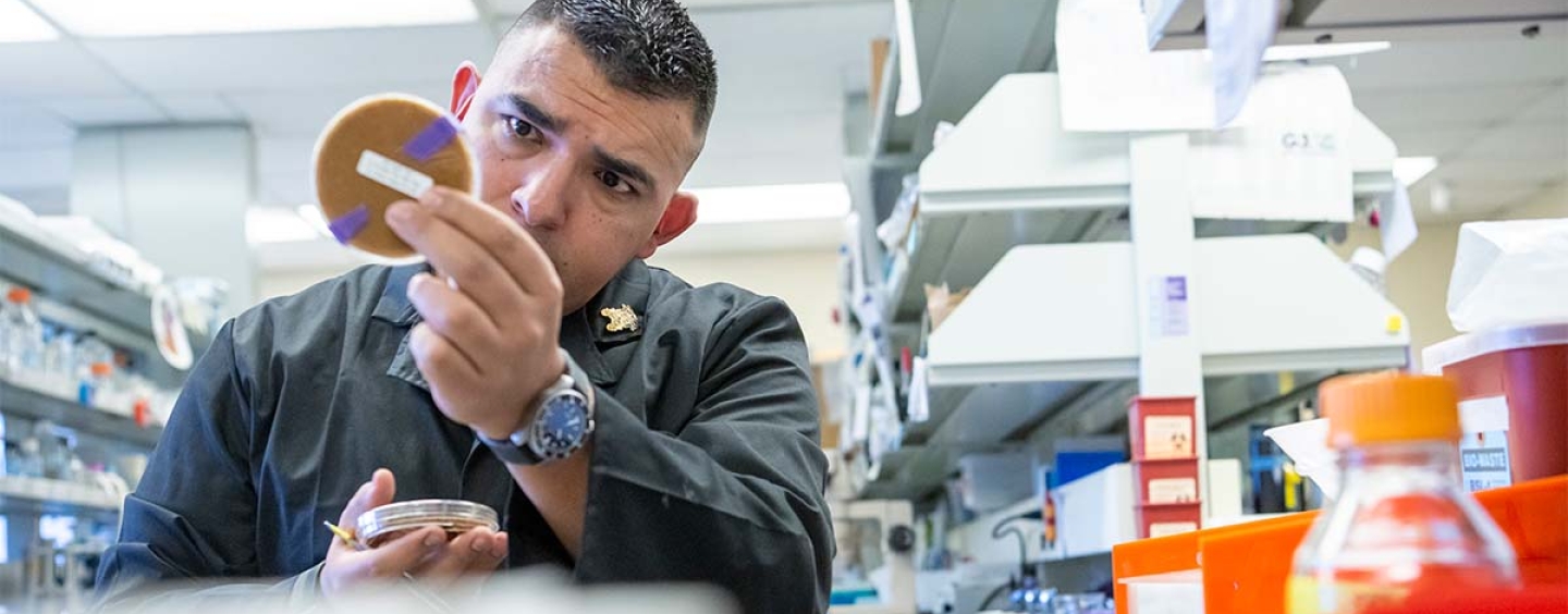 Male student working with agar plates in lab