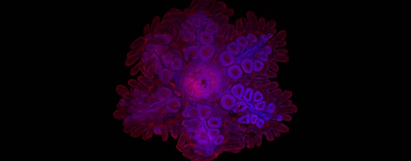 Microscope image of sea star