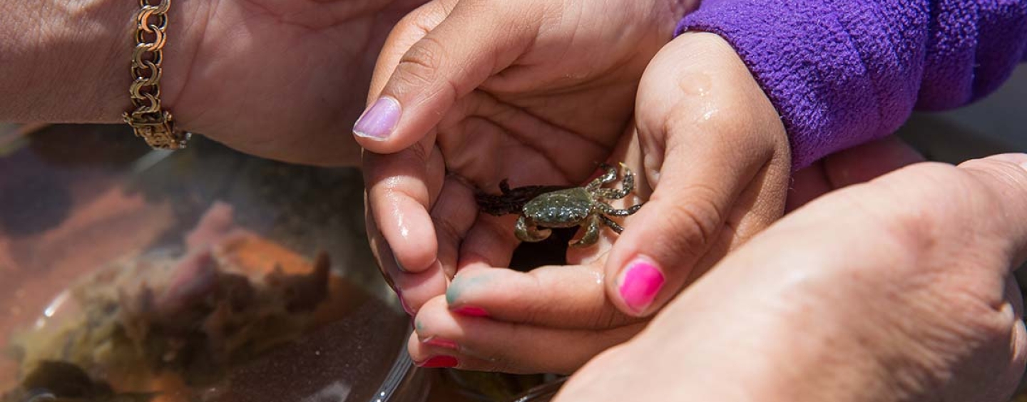 A child holding a small crab in their hands