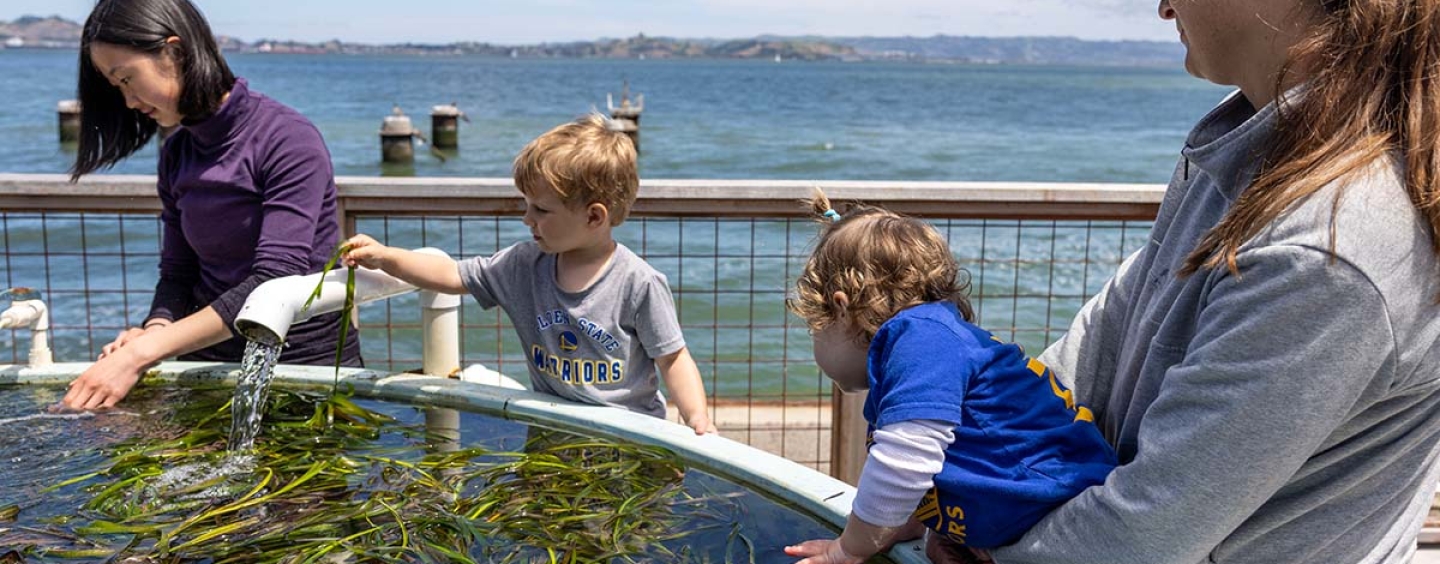 Two adults and two children playing with eelgrass near San Francisco Bay