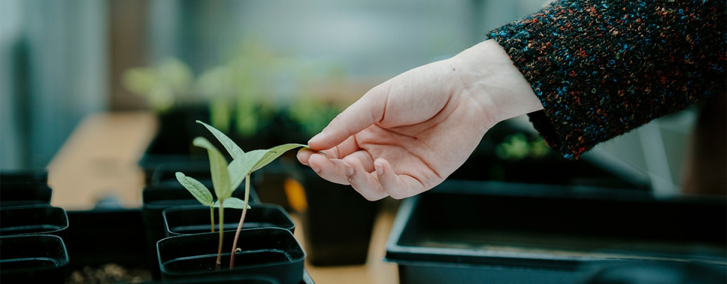 A hand touching the leaf of a potted plant