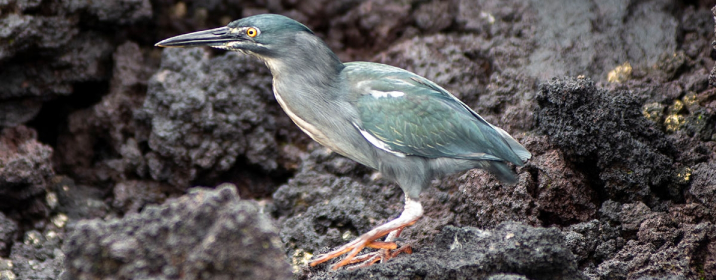 Lava heron sitting on rocks