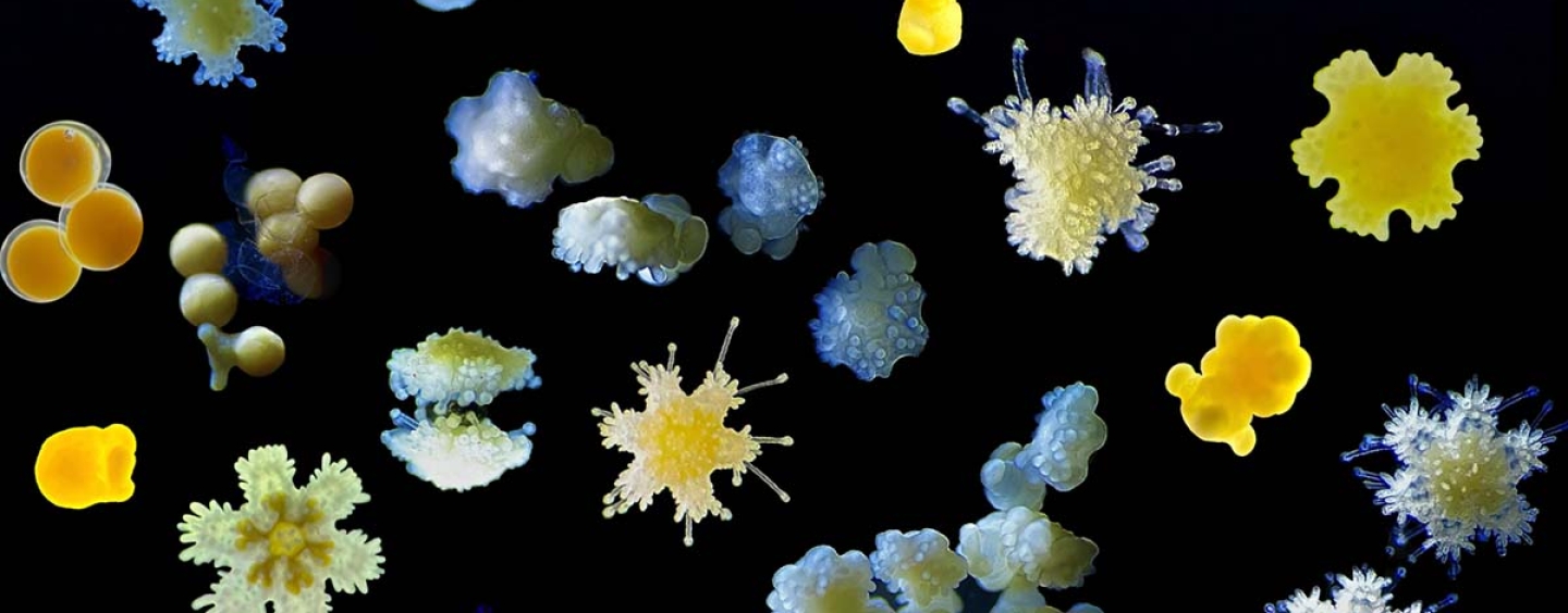 Various stages of Leptasterias development