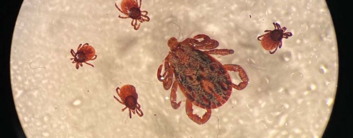Microscope image of one large tick surrounded by smaller ticks