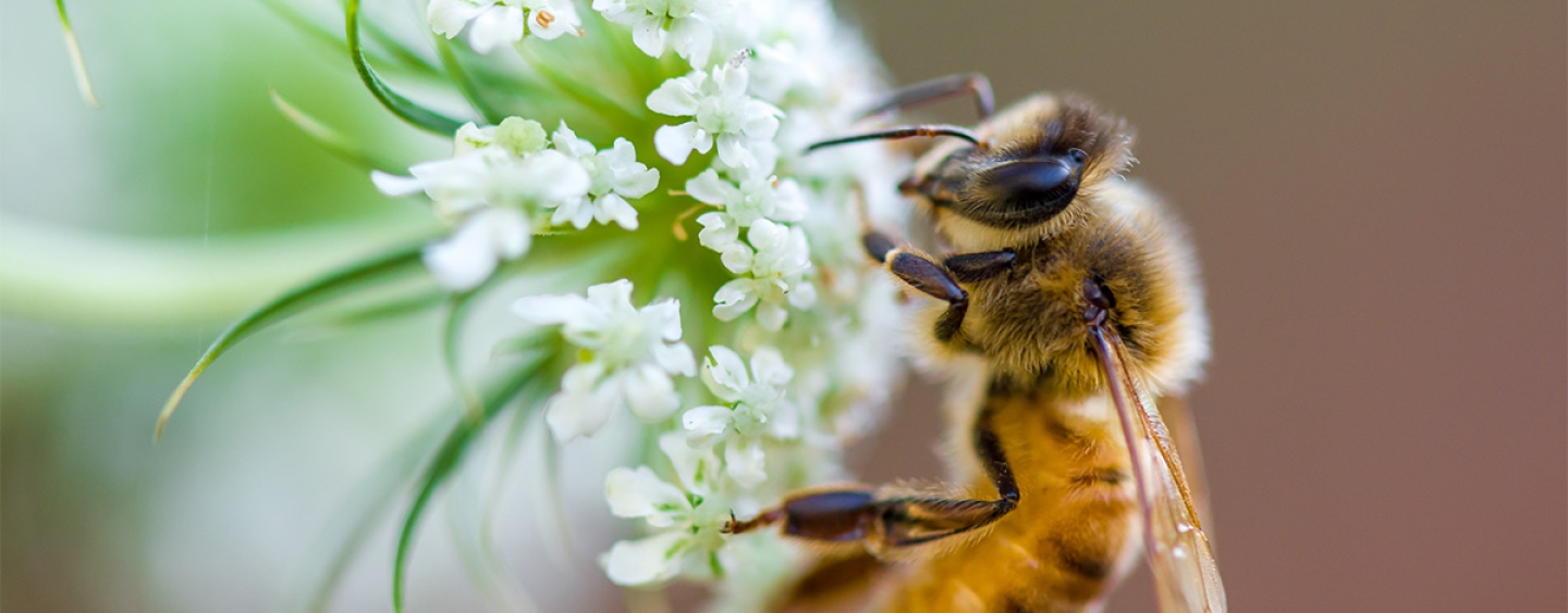 honeybee on a white flower