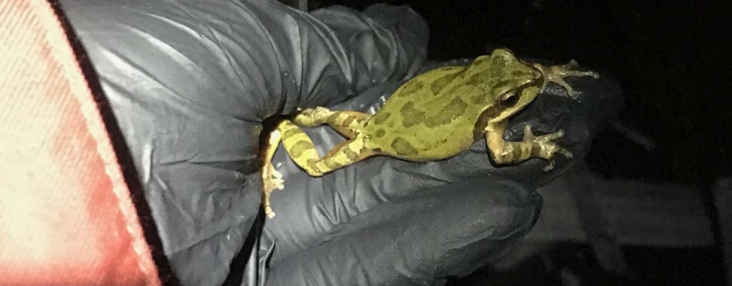 Black gloved hand holding a Pacific Tree Frog
