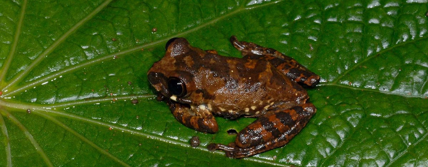 Newswise: ‘The Last of Us’ for amphibians: University researchers trace emergence of fungus threatening African amphibians
