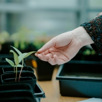 A hand touching the leaf of a potted plant