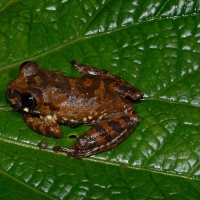 Small orange and brown frog sitting on a leaf